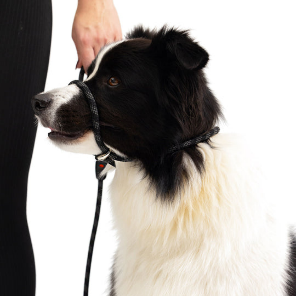 Ezydog 03426 Luca 67" Red 170 Cm