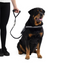 Ezydog 02245 Extensıon Mongrel 24" Black (61Cm)