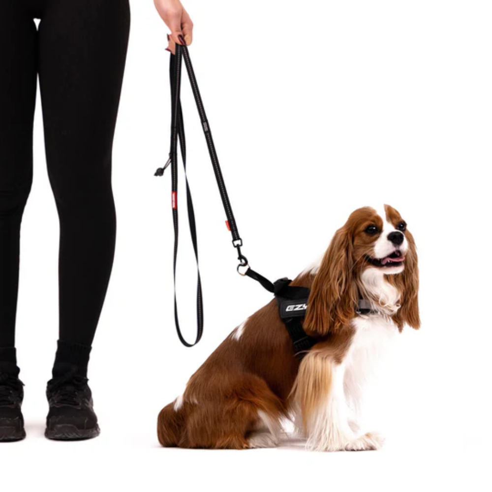 Ezydog 00326 Leashes Trainer S Lite 12Mm 181Cm Sft Blue