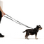 Ezydog 43123 Leash Vario6 Lite 12Mm 8" S Candy (20,5Cm)
