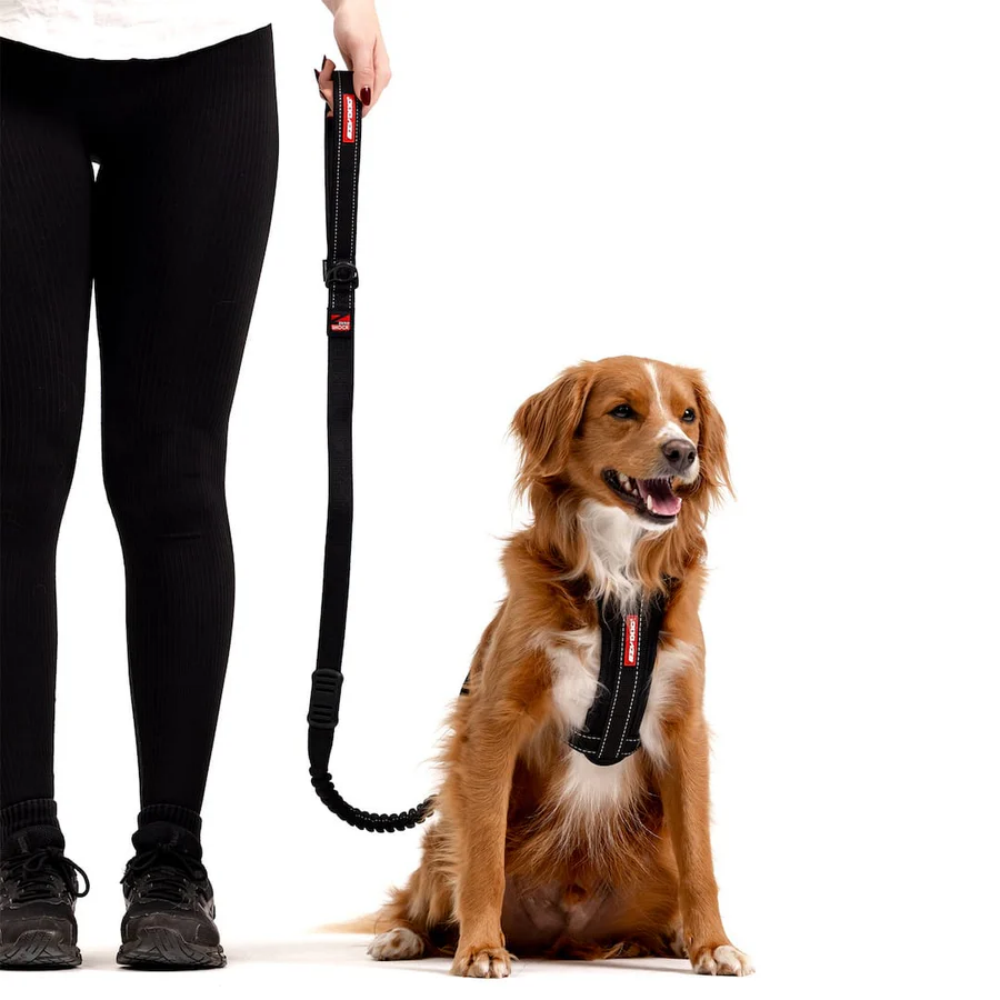 Ezydog Leash Zero Shock 25" Candy 64cm