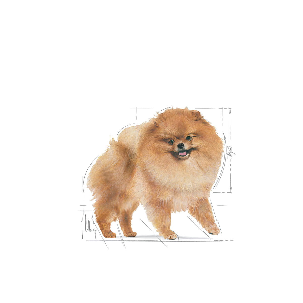 Royal Canin Pomeranian 1.5 Kg Yetişkin Kuru Köpek Maması