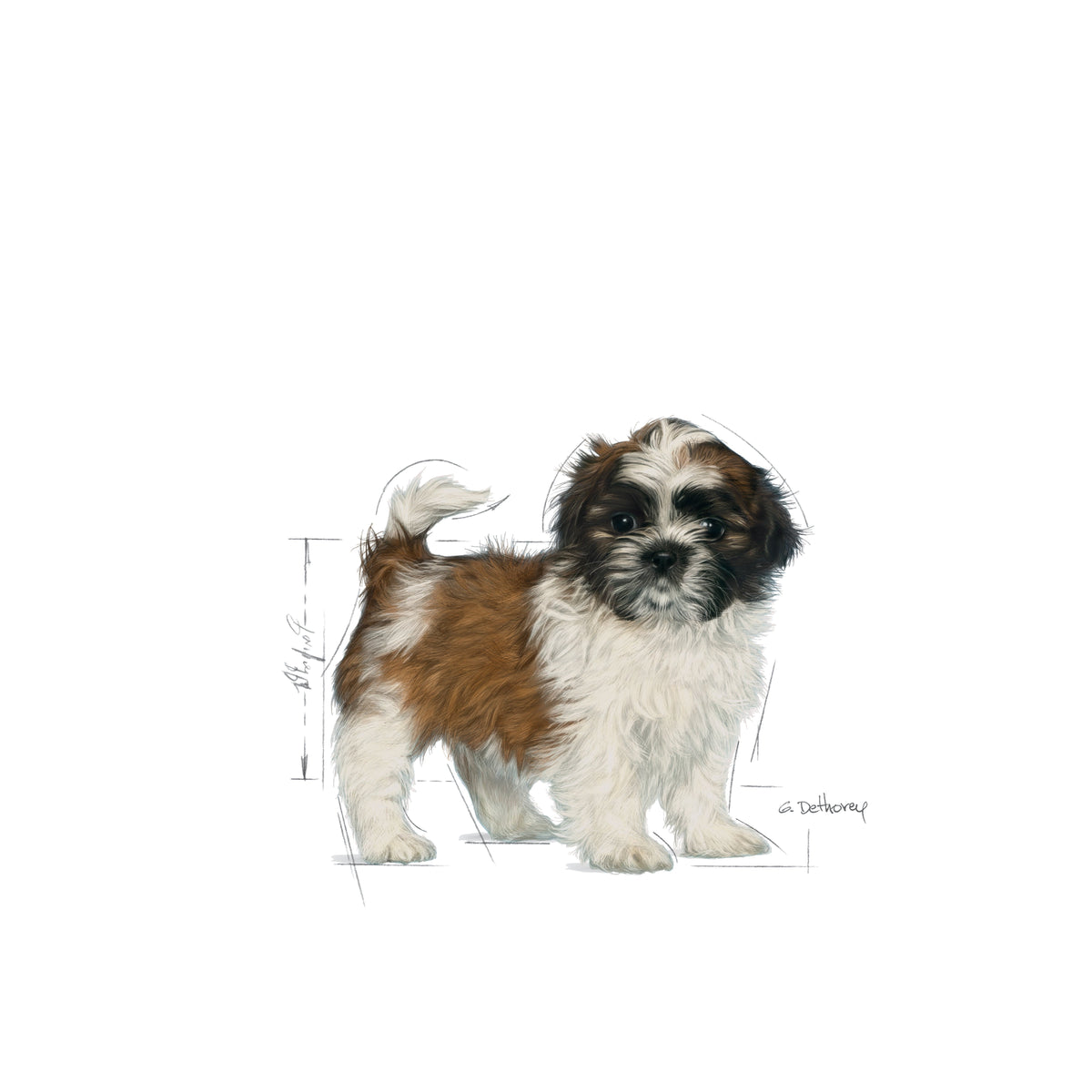 Royal Canin Shih Tzu Junior 1.5 Kg Yavru Kuru Köpek Maması