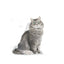Royal Canin Sensible 33 2 Kg Yetişkin Kuru Kedi Maması