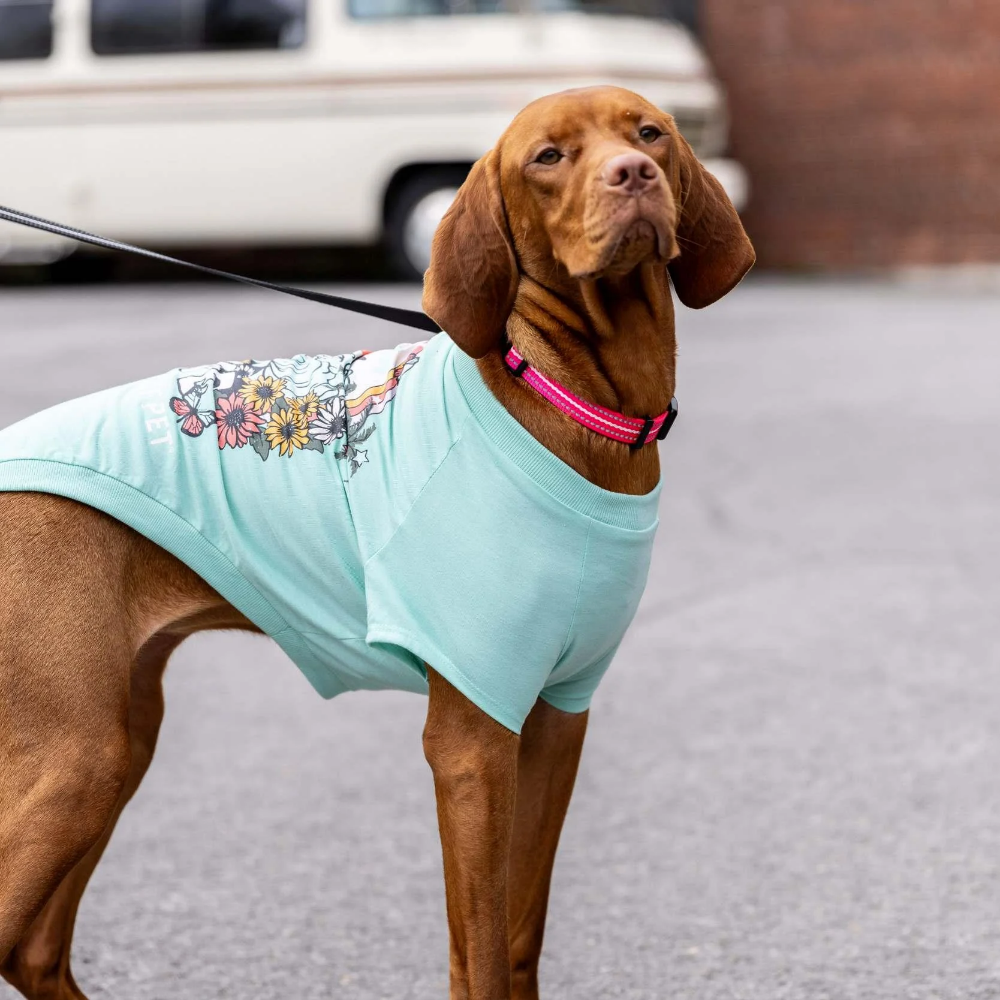 GF Pet Graphic Tee Köpek Tshirt - Aqua