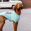 GF Pet Graphic Tee Köpek Tshirt - Aqua