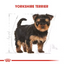Royal Canin Yorkshire Terrier Junior 1.5 Kg Yavru Kuru Köpek Maması