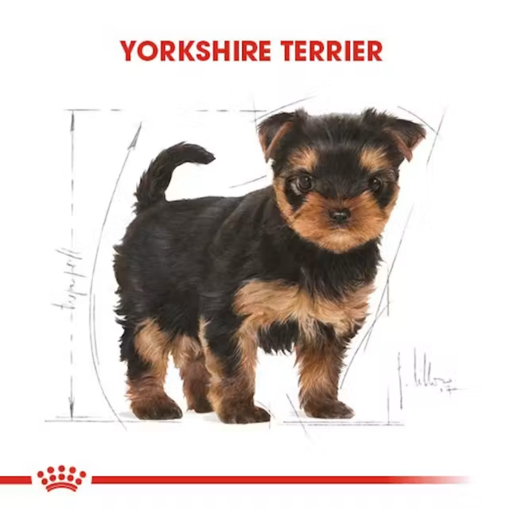 Royal Canin Yorkshire Terrier Junior 1.5 Kg Yavru Kuru Köpek Maması