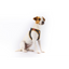 Curli Apple Leather Harness Black S