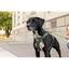 Curli Varıo Comfort Leash Dark-Grey L