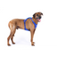 Curli Alpıne Belka Harness Gray XL