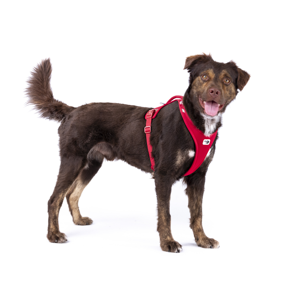Curli Alpıne Belka Harness Gray 2XL