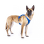 Curli Alpıne Belka Harness Gray 3XL