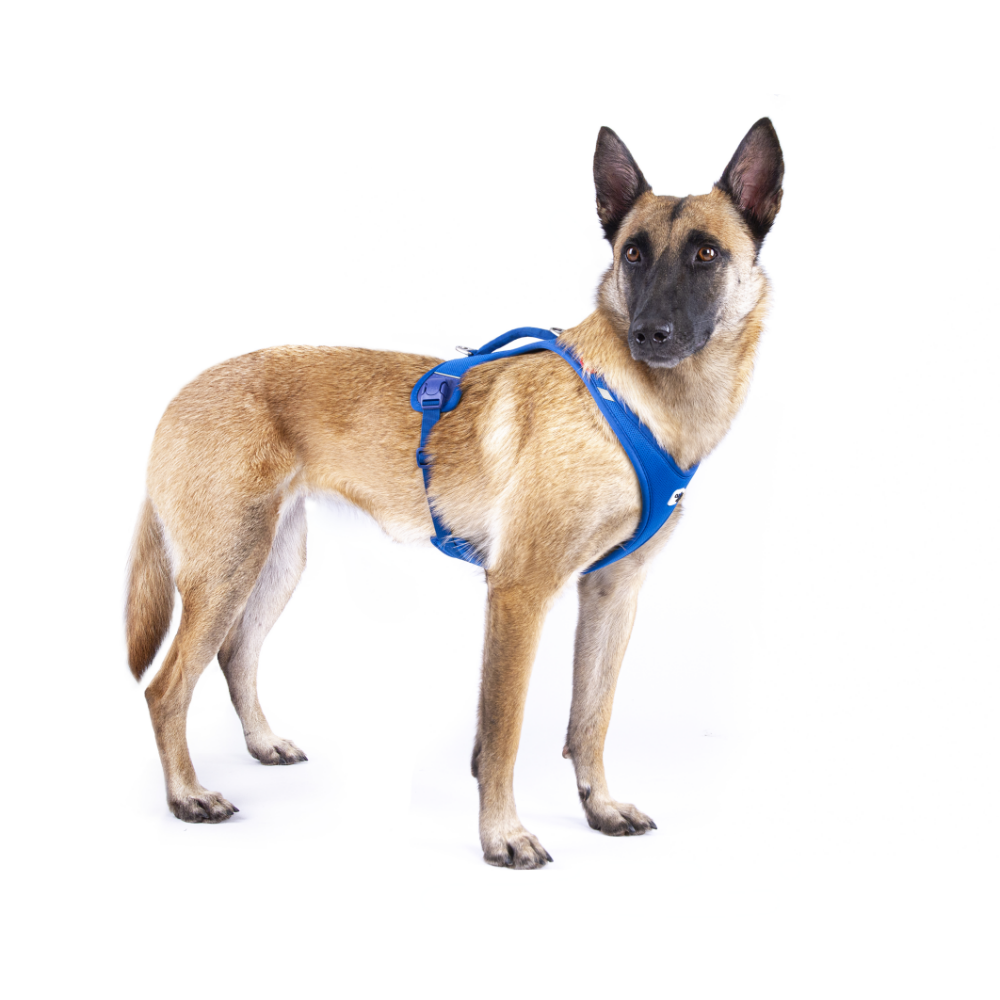 Curli Alpıne Belka Harness Gray 4XL