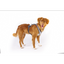 Curli Glow Belka Harness Gray XL