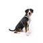 Curli Glow Belka Harness Gray XL