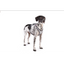 Curli Glow Belka Harness Gray 3XL
