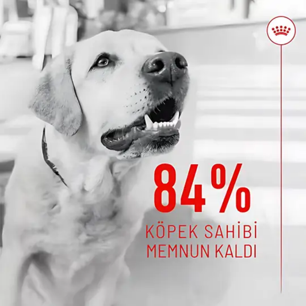 Royal Canin Deri ve Tüy Sağlığı Destekleyici Yetişkin Köpek Ödül Maması 240gr