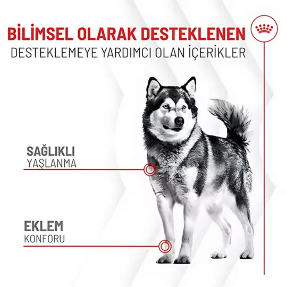Royal Canin Eklem ve Sağlıklı Yaşlanma Destekli Yetişkin Köpek Ödül Maması 240gr