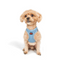 TailPetz Airmesh Blue Köpek Göğüs Tasması 3XS