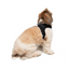 TailPetz Airmesh Black Köpek Göğüs Tasması S