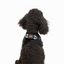 TailPetz Airmesh Black Köpek Göğüs Tasması XS