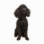 TailPetz Airmesh Black Köpek Göğüs Tasması XS