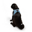 TailPetz Airmesh Blue Köpek Göğüs Tasması M