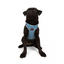TailPetz Airmesh Blue Köpek Göğüs Tasması M