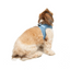 TailPetz Airmesh Blue Köpek Göğüs Tasması S