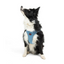TailPetz Airmesh Blue Köpek Göğüs Tasması XL