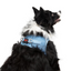 TailPetz Airmesh Blue Köpek Göğüs Tasması XL