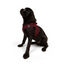 Tailpetz Airmesh Harness Claret Köpek Göğüs Tasması M
