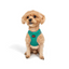 TailPetz Airmesh Emerald Köpek Göğüs Tasması 3XS