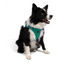 TailPetz Airmesh Emerald Köpek Göğüs Tasması XL