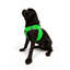 TailPetz Airmesh Neo Green Köpek Göğüs Tasması M