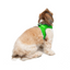 TailPetz Airmesh Neo Green Köpek Göğüs Tasması S