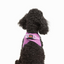 Tailpetz Airmesh Harness Lılac Köpek Göğüs Tasması XS