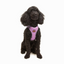 Tailpetz Airmesh Harness Lılac Köpek Göğüs Tasması XS