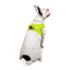 TailPetz Airmesh Neo Lime Köpek Göğüs Tasması L