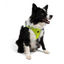 TailPetz Airmesh Neo Lime Köpek Göğüs Tasması XL