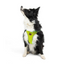 TailPetz Airmesh Neo Lime Köpek Göğüs Tasması XL
