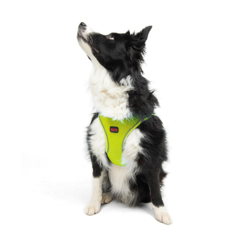 TailPetz Airmesh Neo Lime Köpek Göğüs Tasması XL