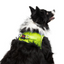 TailPetz Airmesh Neo Lime Köpek Göğüs Tasması XL