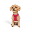 TailPetz Airmesh Neo Pink Köpek Göğüs Tasması 3XS