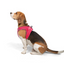 TailPetz Airmesh Neo Pink Köpek Göğüs Tasması L