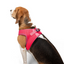 TailPetz Airmesh Neo Pink Köpek Göğüs Tasması L