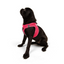 TailPetz Airmesh Neo Pink Köpek Göğüs Tasması M