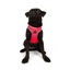 TailPetz Airmesh Neo Pink Köpek Göğüs Tasması M