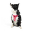 TailPetz Airmesh Neo Pink Köpek Göğüs Tasması XL